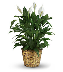 Simply Elegant Spathiphyllum - Large from Swindler and Sons Florists in Wilmington, OH